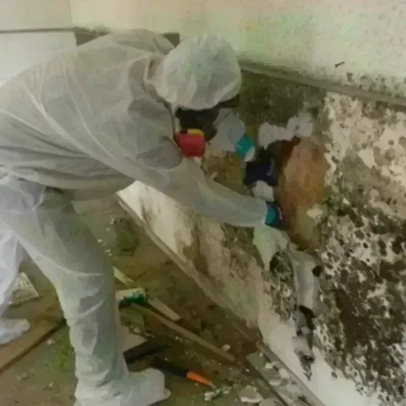 Mold Remediation and Removal in El Dorado, AR